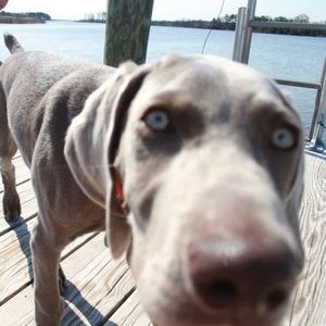 Meet your Posher, David